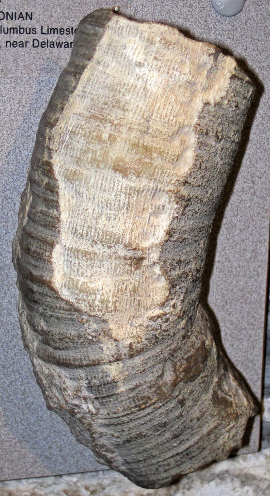 Siphonophrentis gigantea (fossil rugose coral) (Columbus Limestone