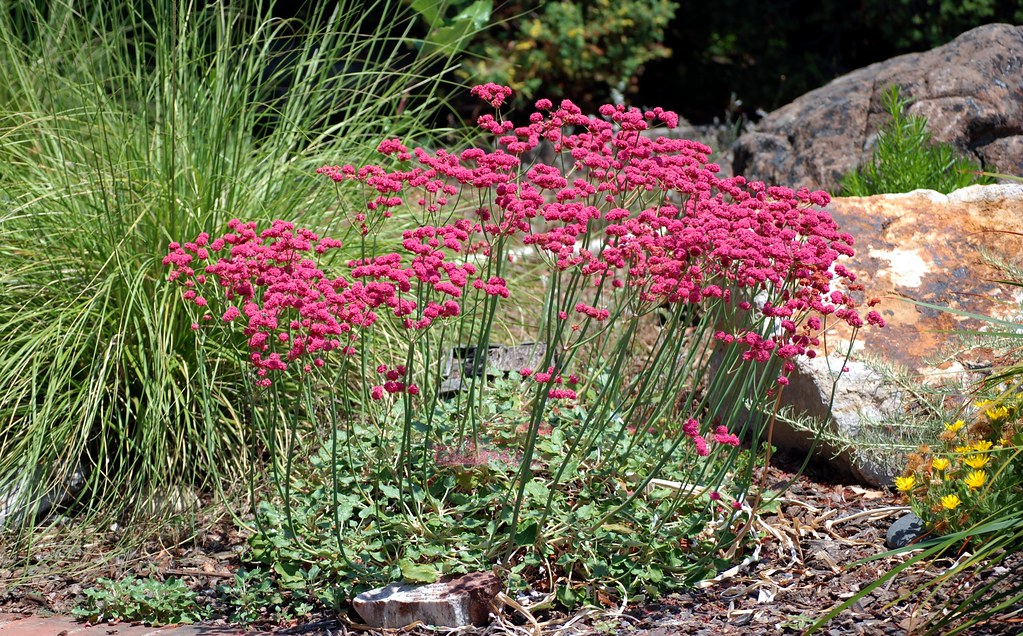 Eriogonum grande var. rubescens Coastal Rose Buckwheat Flickr