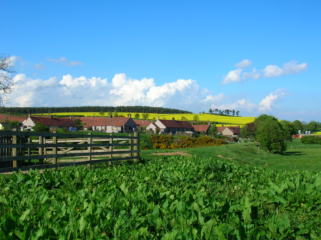 Greenlaw, Scotland RedWingedBlackBird Flickr