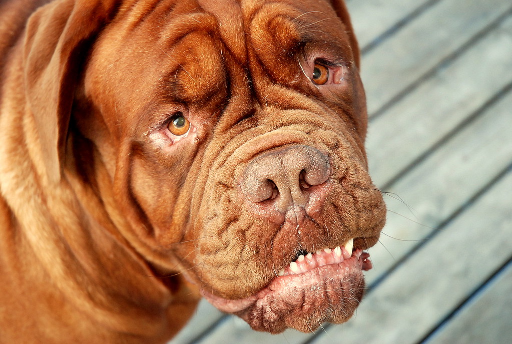 Flickriver Random photos from Smushed Faced Dogs (Post 1, Comment 1) pool