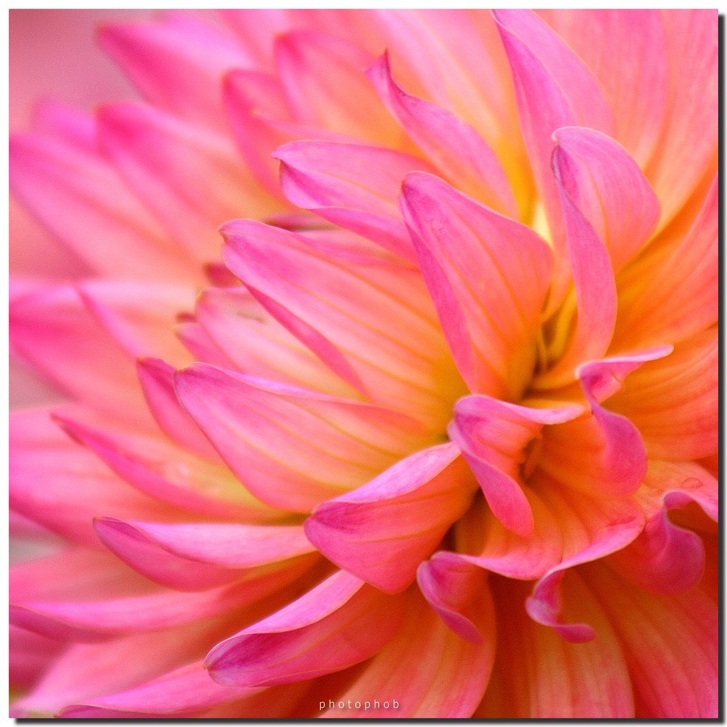 Dahlia petals Dahlie PHOTOPHOB Flickr