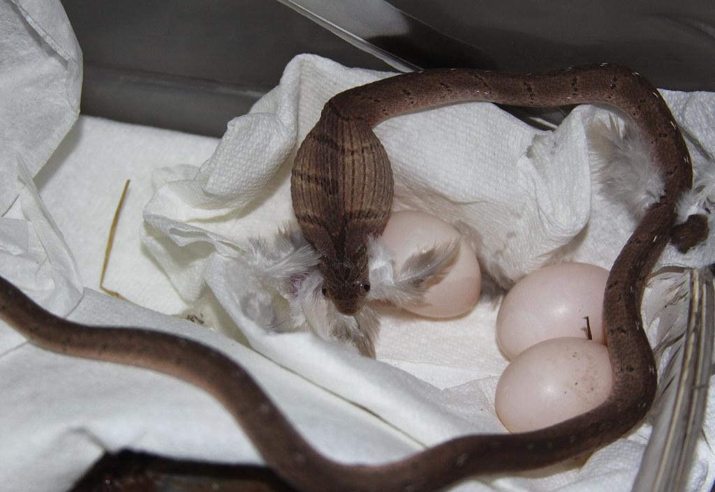 East African EggEating Snake (Dasypeltis medici), eating … Flickr