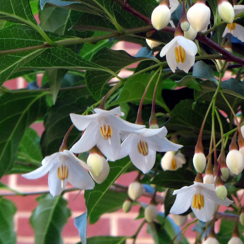Silverbells A Carolina Silverbell (Halesia carolina) tree … Flickr
