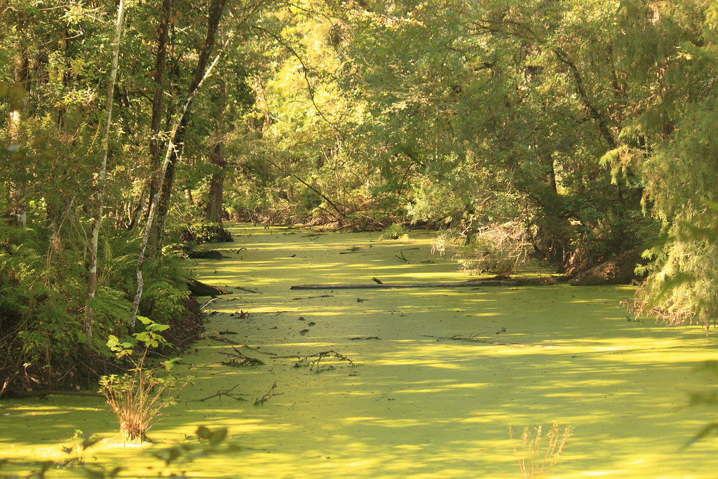 Indian Bayou, Atchafalaya Basin Flickr