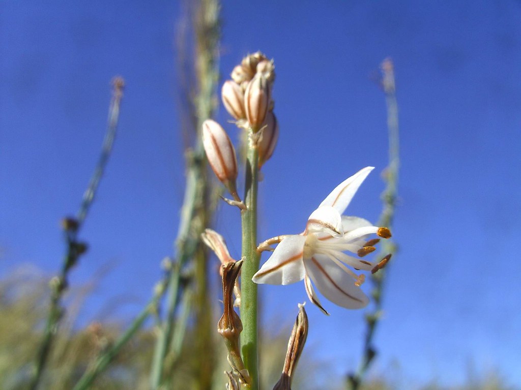 Onion Weed, Asphodel, Wild Onion Barrier Highway (Cobar to… Flickr