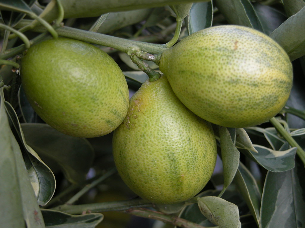 Kumquat 1 CENTENNIAL (Variegated) 1 We had round Kumqua… Flickr