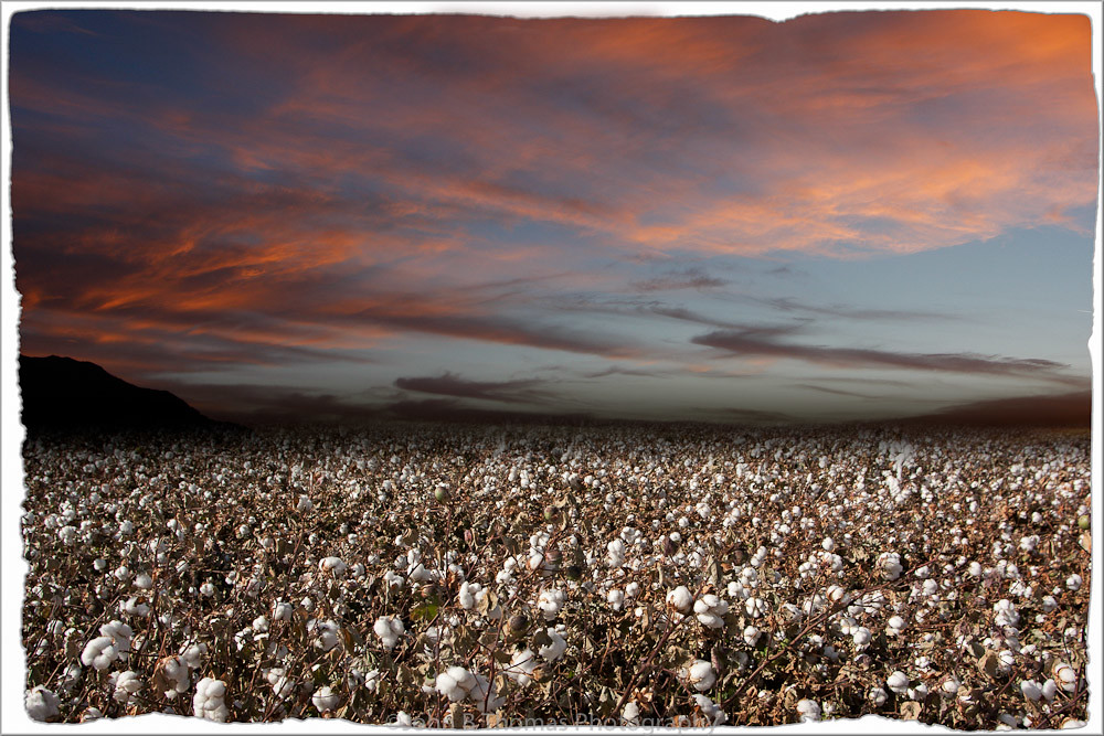 Cotton Field Sunset Laveen Sunset John Thomas Flickr