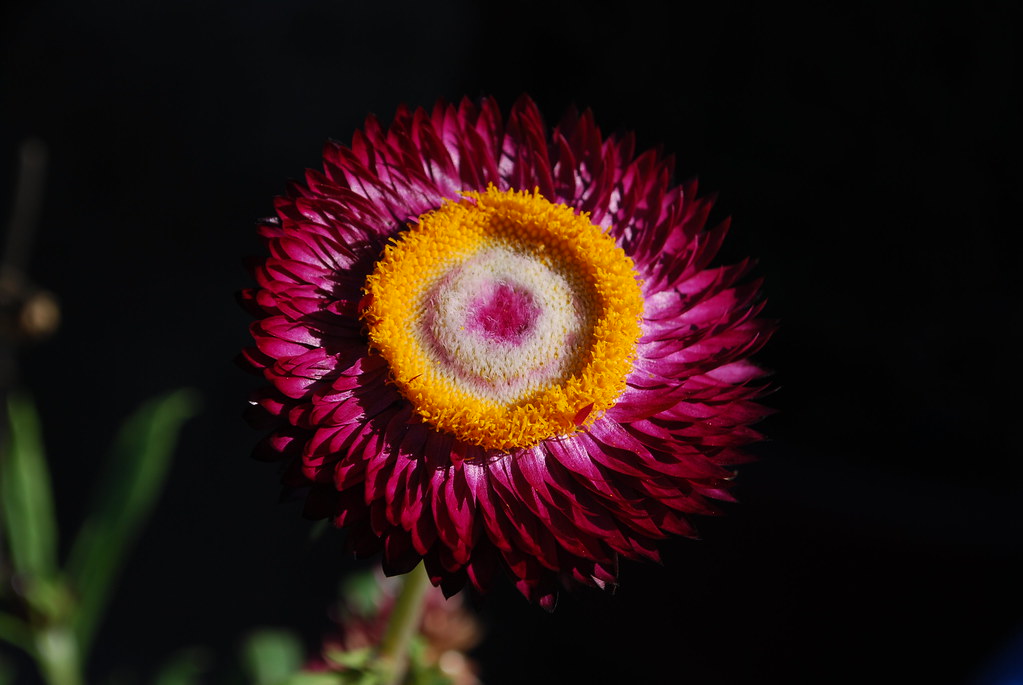 Helichrysum bracteatum "Monster Pink" in our garden nick fullerton