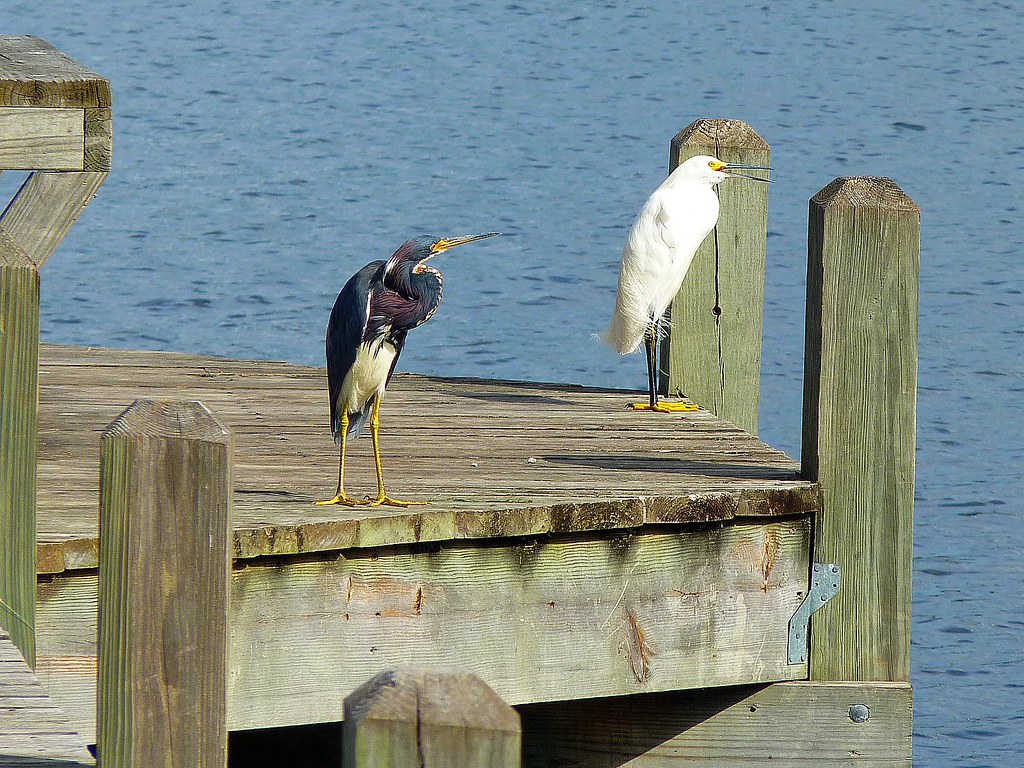Two Birds Hanging Out on the Pier Other pics They flew aw… Flickr