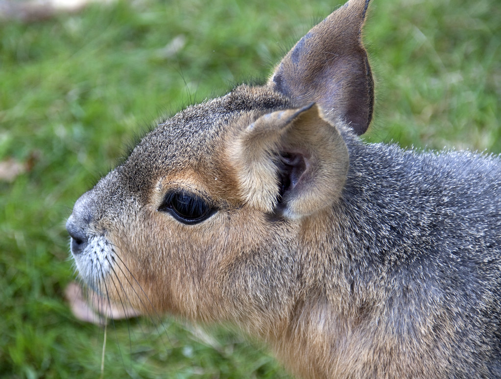 Mara 1 These large relatives of guinea pigs are common in … Flickr