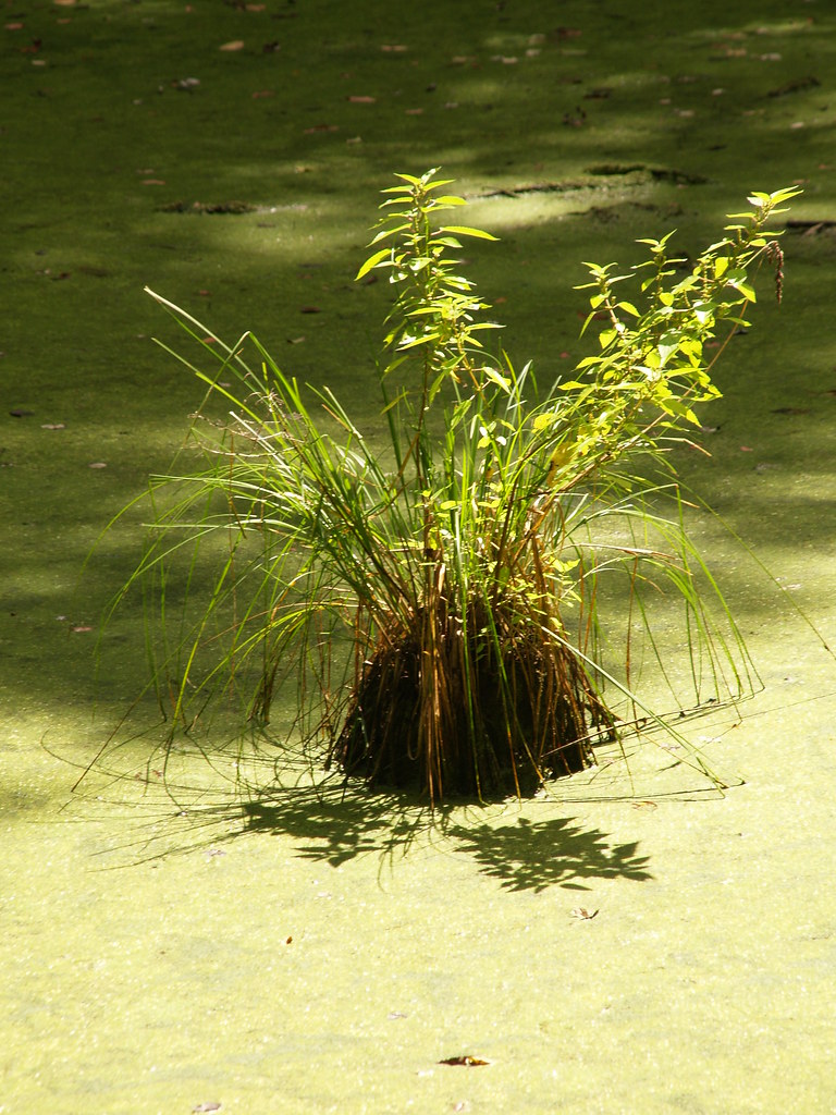 Henderson Louisiana Indian Bayou Area in the Atchafalaya B… Flickr