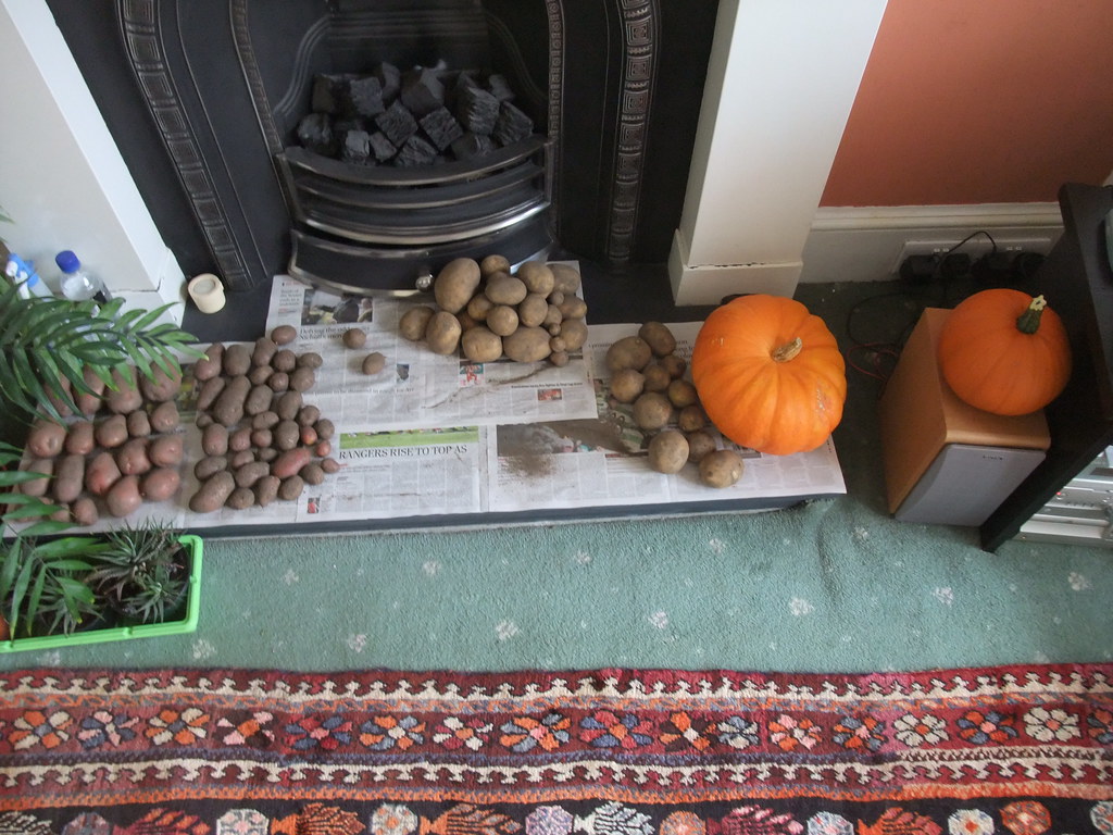 Potatoes and pumpkins The allotment autumn harvest is unde… Flickr