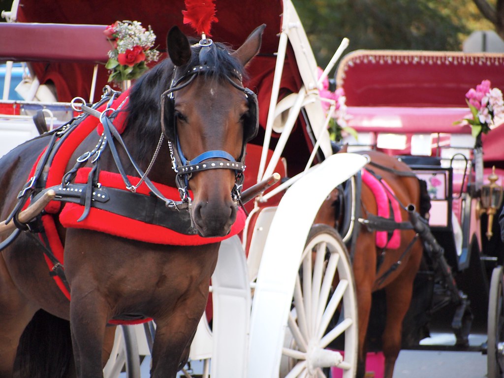 Horse from afar Greg Bosque Flickr