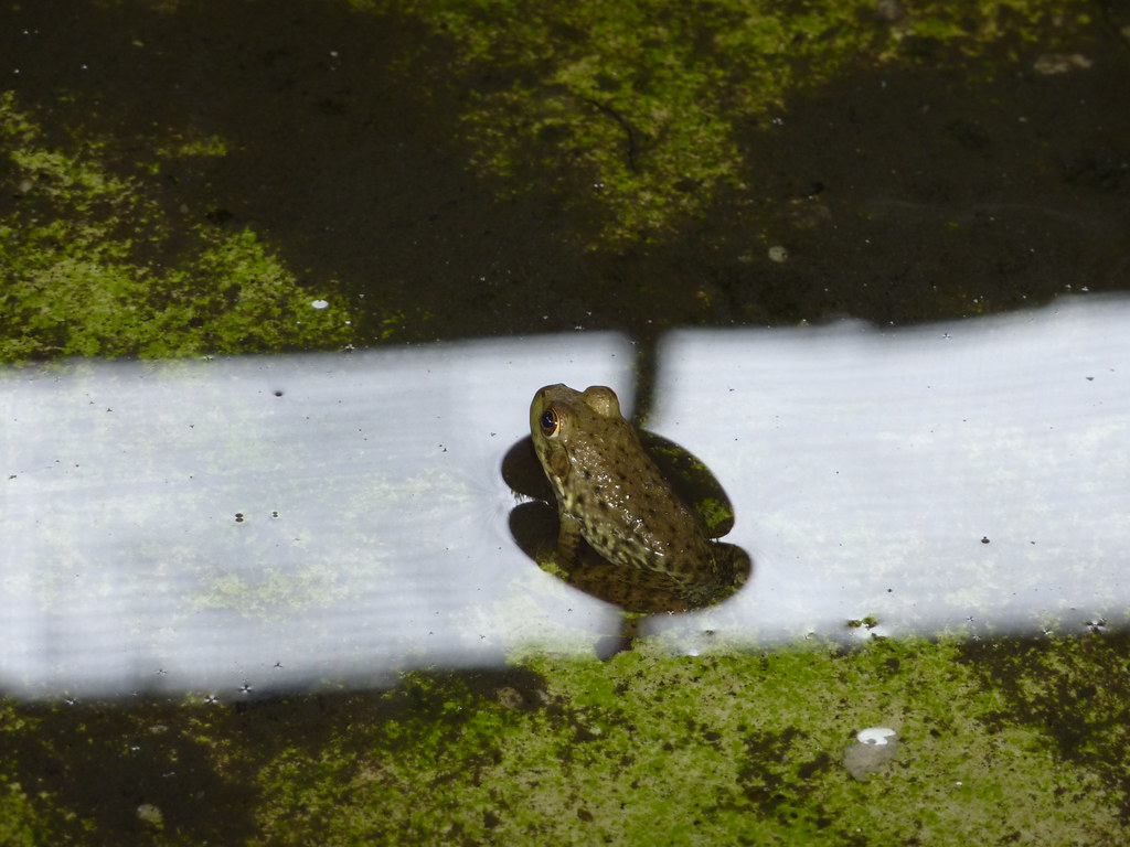 Baby American bullfrog Visit to Jurong Frog Farm (Singapor… Flickr