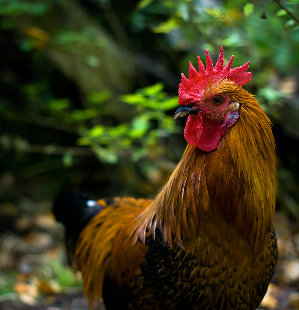 Rooster called Samurai This is one of our roosters that we… Flickr