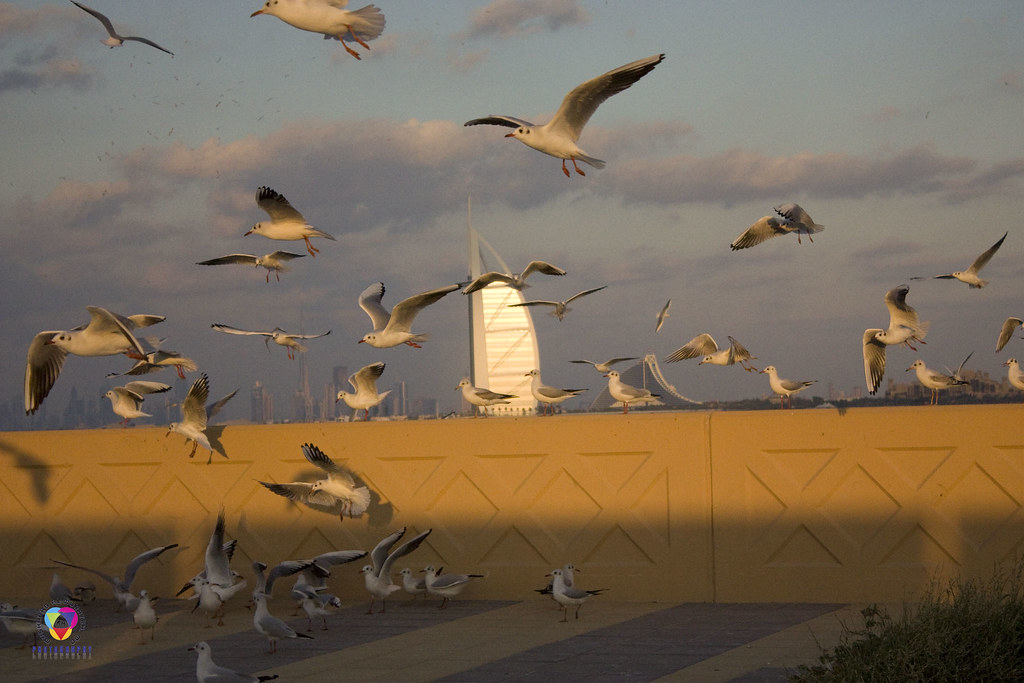 Birds in Dubai near Burj Alrab Dubai January 6, 2010 Flickr