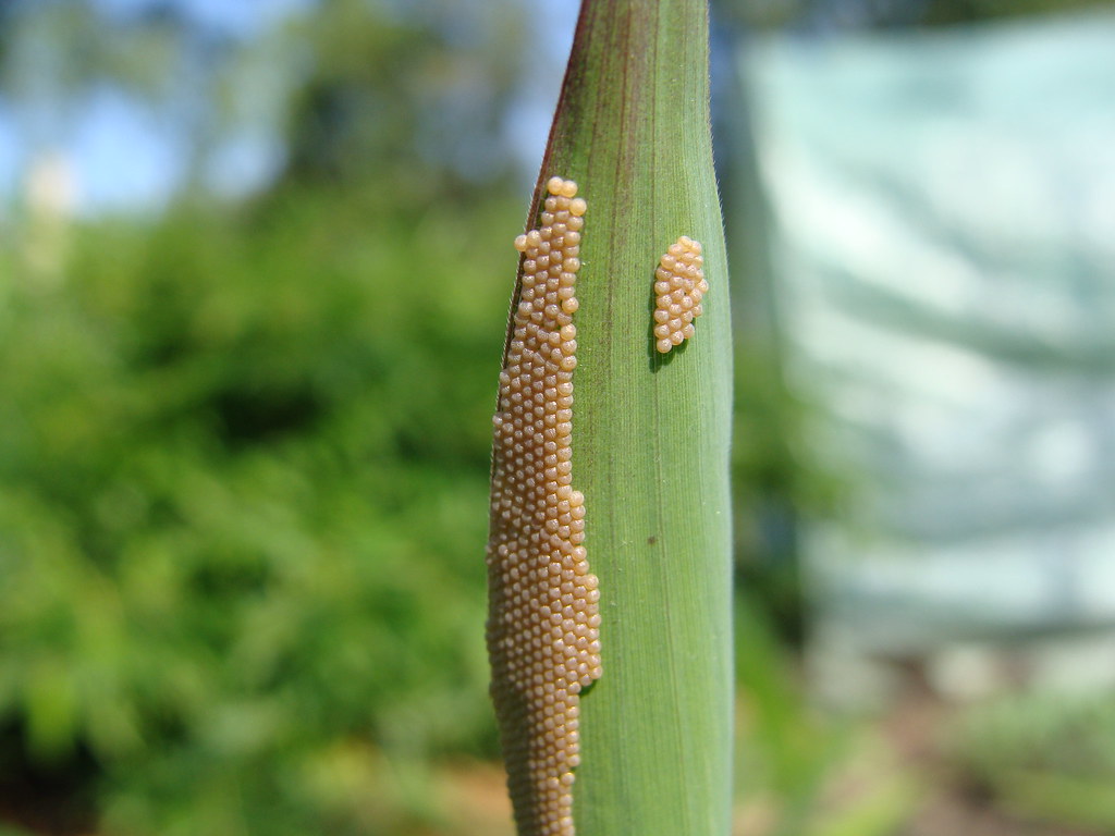 army worm eggs There are a few hundred of these on this mo… Flickr