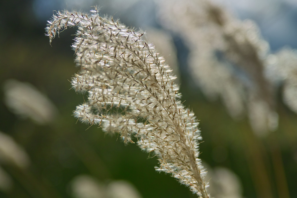 Susuki (Japanese Pampas Grass) Susuki Japanese Pampas Gra… Flickr