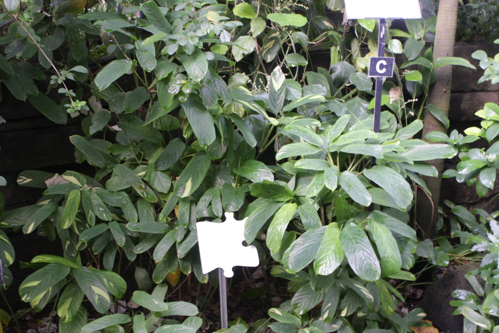 Curare Curare (Chondrodendron tomentosum) Colin Flickr