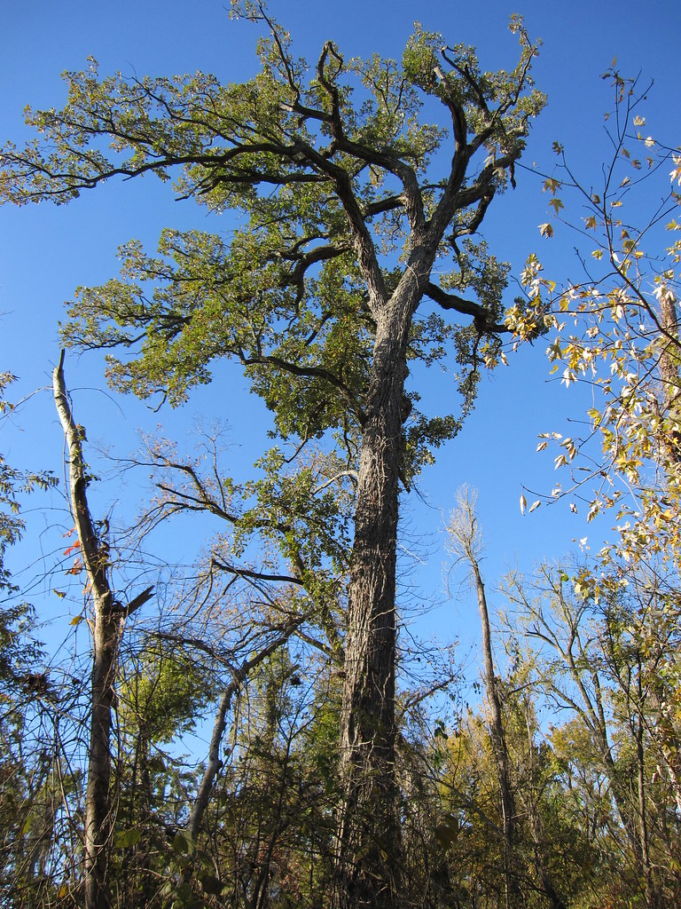 Burr Oak Large (>100 ft tall) Burr Oak (Quercus macrocarpa… Flickr