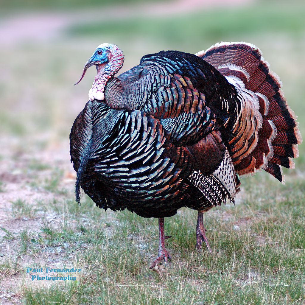 On Black Wild Turkey Displaying in the Lodge Area of Zion National