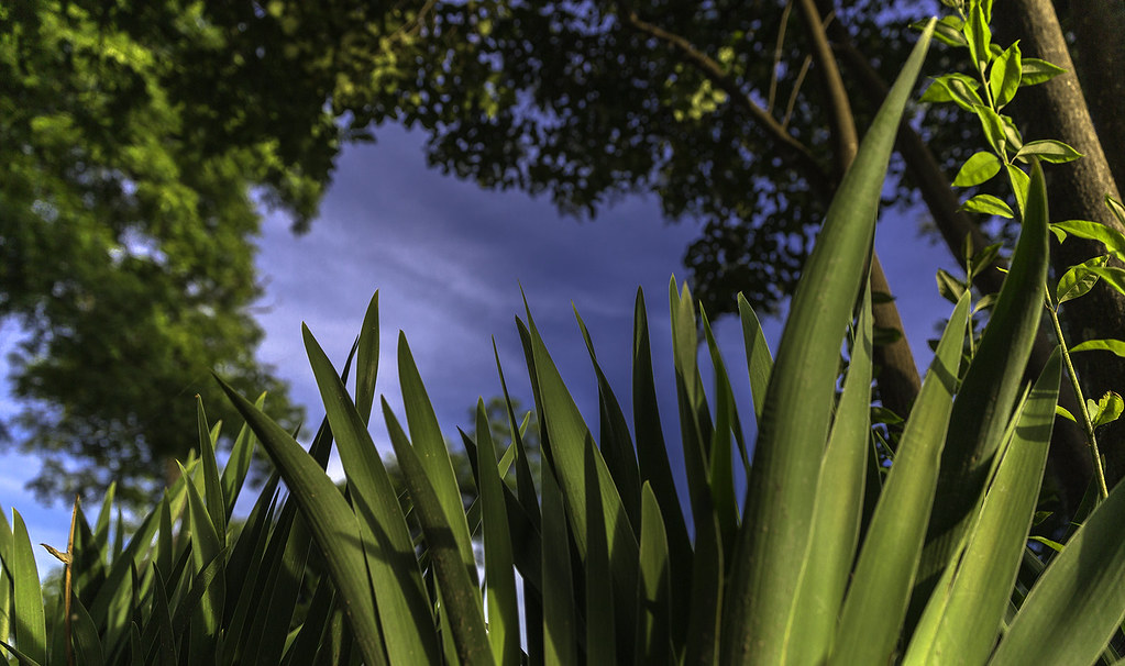 Plant Granbury Park Sunrise in Granbury Park. Knut Flickr