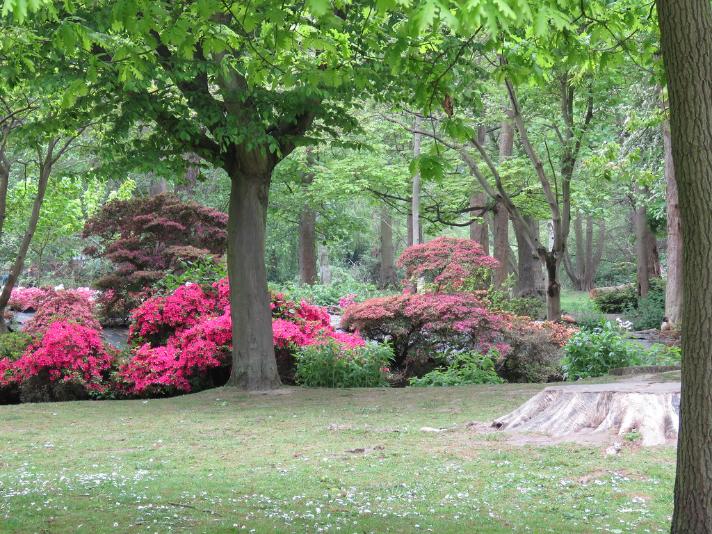 Bushy Park Woodland Gardens Heather Smithers Flickr