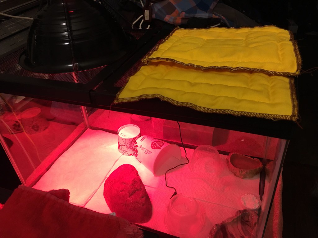 Step 3 energize heat lamp / undertank heater Turning on … Flickr