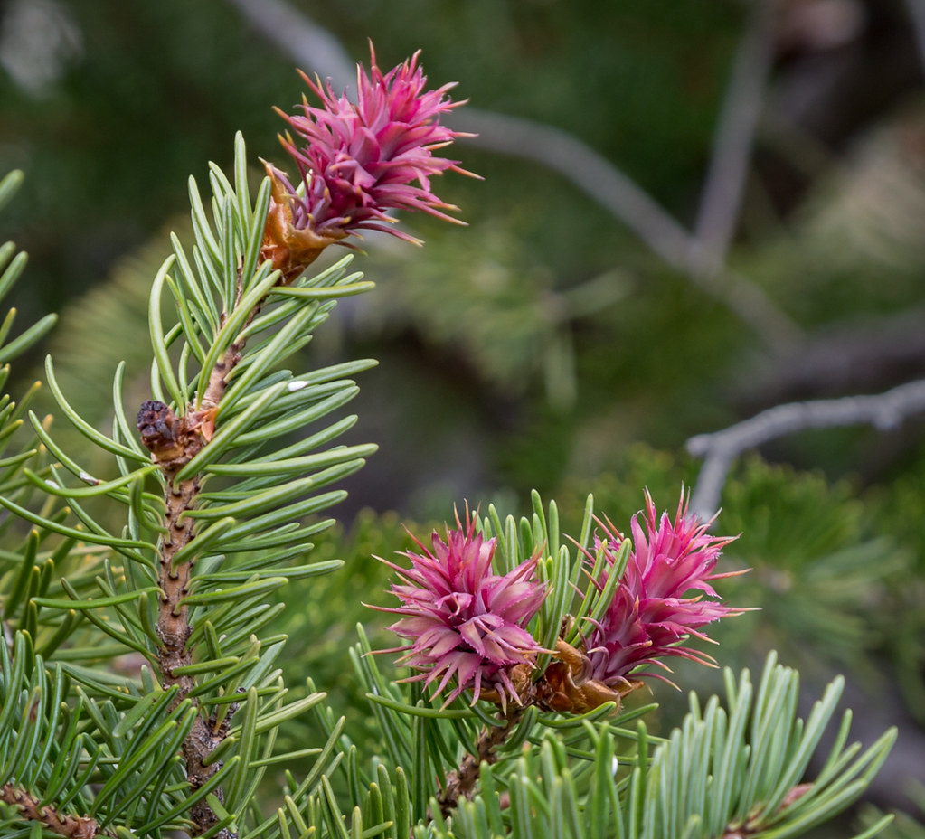 Utah Rocky Mountain Douglas Fir Tree Flowers While hikin… Flickr