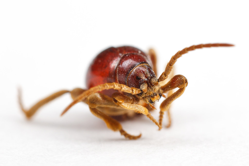 Ptine luisant / Shiny spider beetle / Mezium affine Flickr