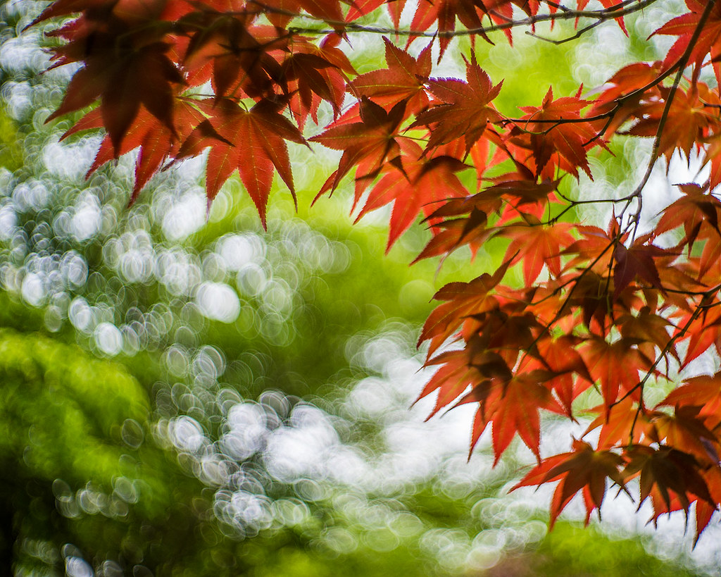 shiojiri maples 5494 Japanese maples at Shiojiri garden, M… Flickr