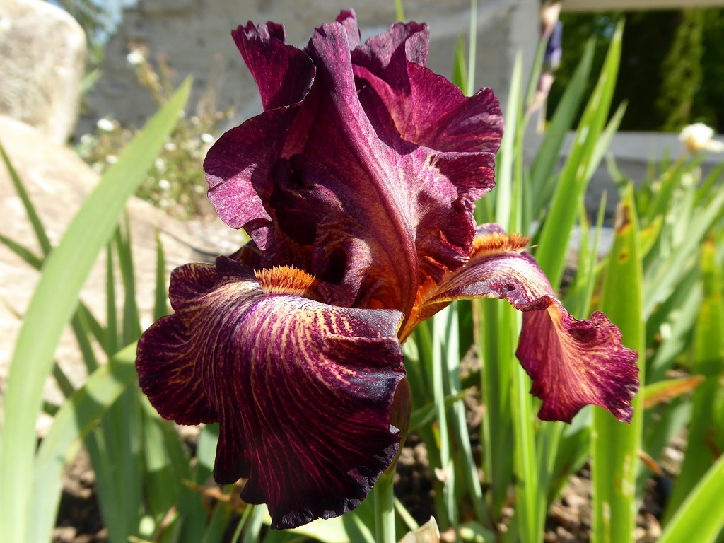 La vallée des iris Parc floral d'OrléanslaSource (Loir… Flickr