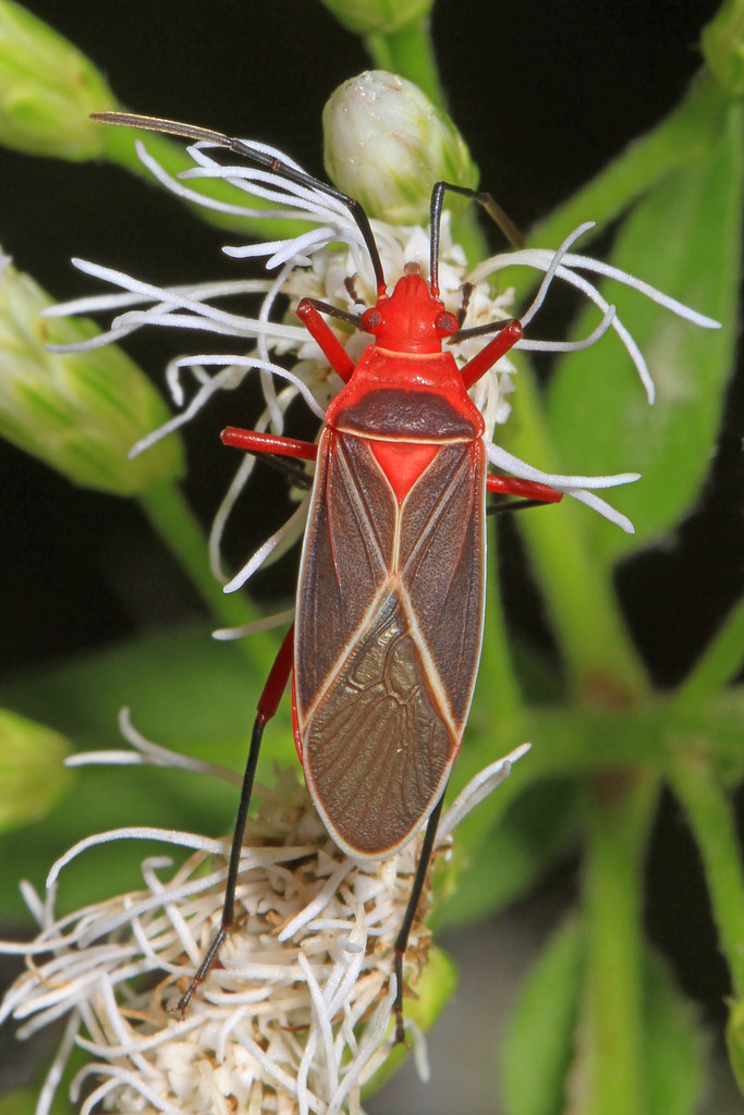 Cotton Stainer Dysdercus suturellus, Eco Pond, Everglade… Flickr