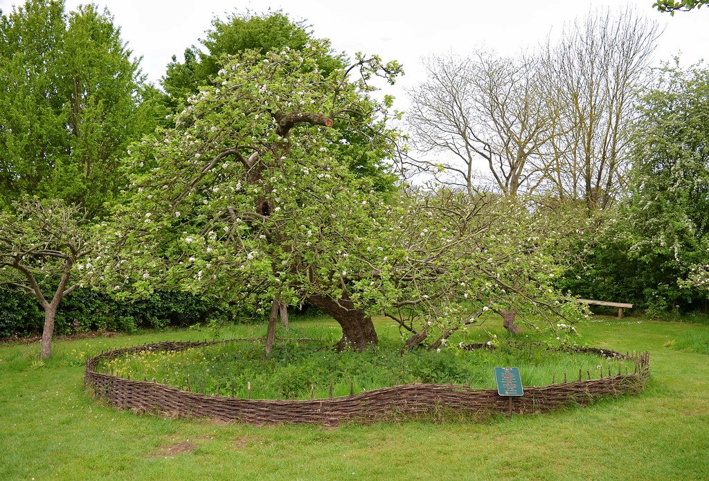 Newton's apple tree Also known as the Gravity Tree. In the… Flickr