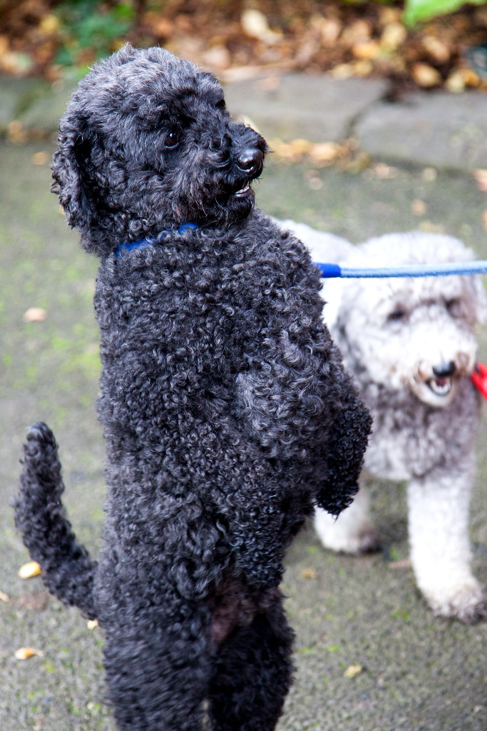 Million Paws Walk Geelong 2017 Dancing Dog Peter Stringer Flickr