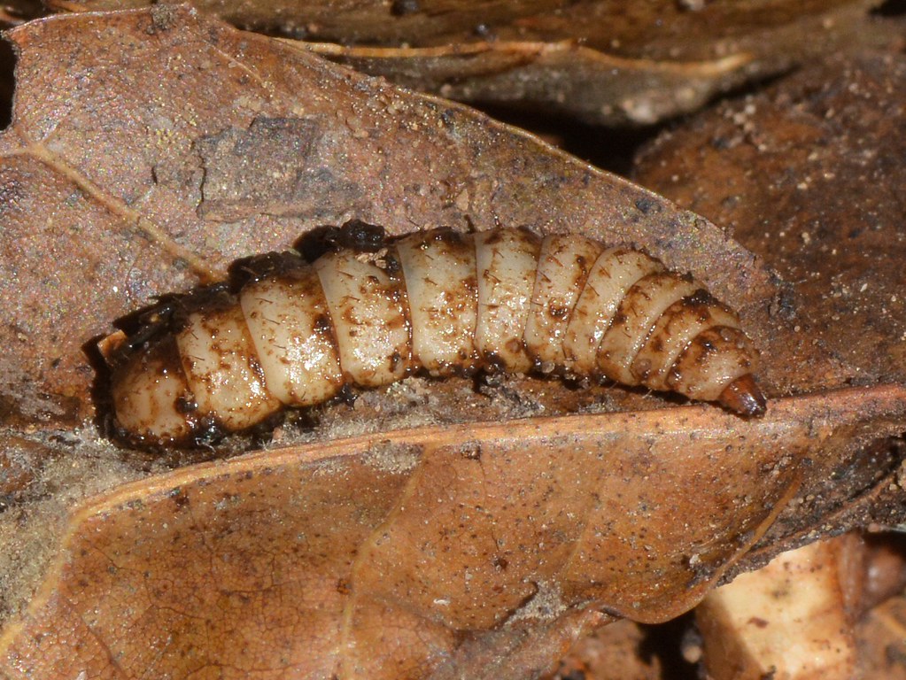 maggot" of a Black Soldier Fly (Hermetia illucens… Flickr