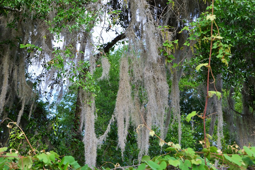 Spanish Moss in an old Oak Tree in central Florida. Flickr