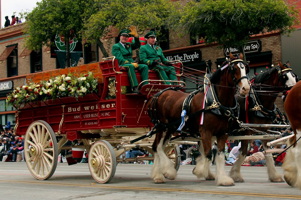 Budweiser Clydesdales, St. Louis, Missouri The association… Flickr
