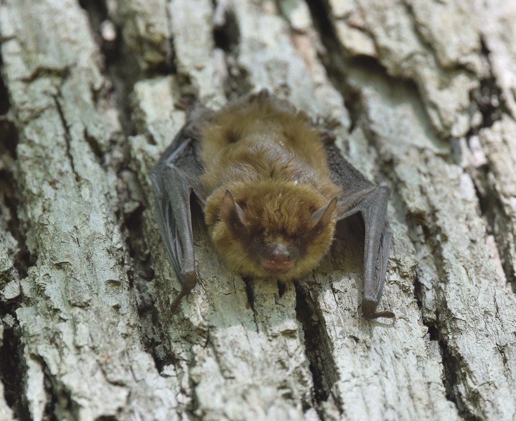 Little Brown Bat? (flying during the day flushed?) Flickr