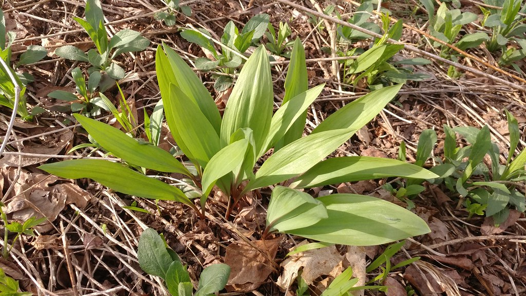 Wild ramps (Allium tricoccum) Laurel Run, Garrett Co., MD … Flickr