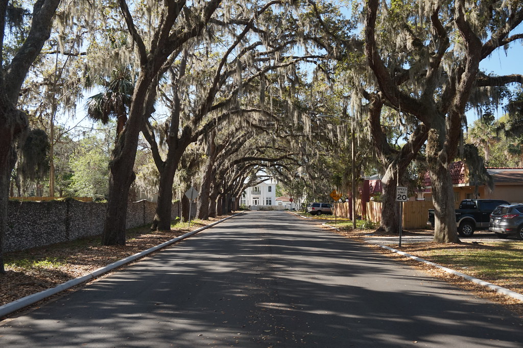 Magnolia Avenue Oak Trees, St. Augustine Matt Kieffer Flickr