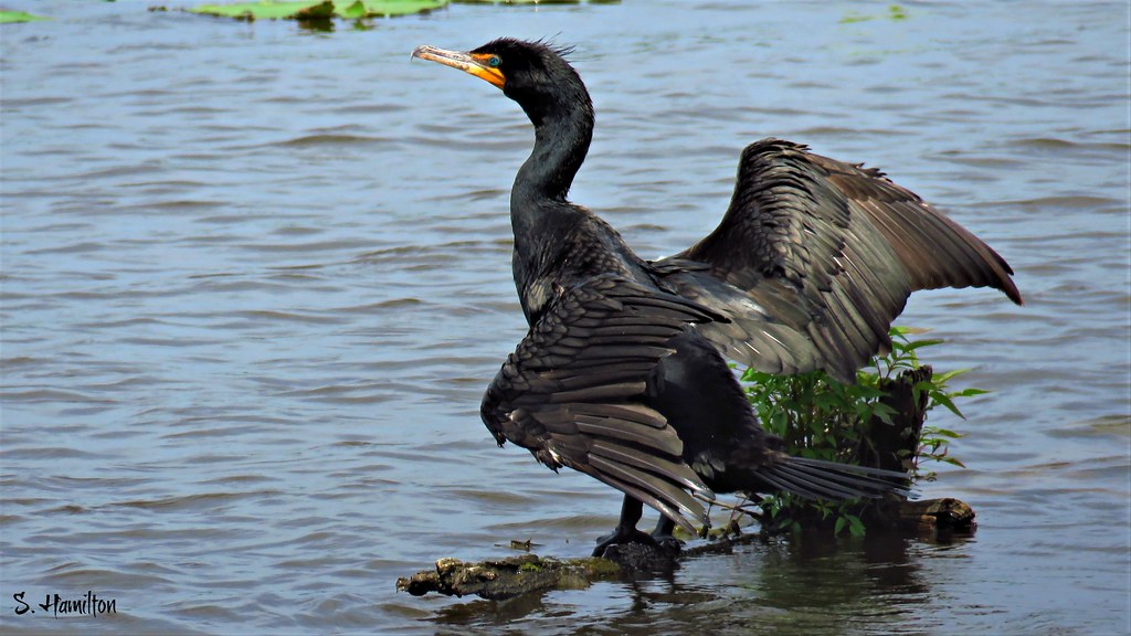 Cormorant Cormorants do not have waterproof feathers. They… Flickr
