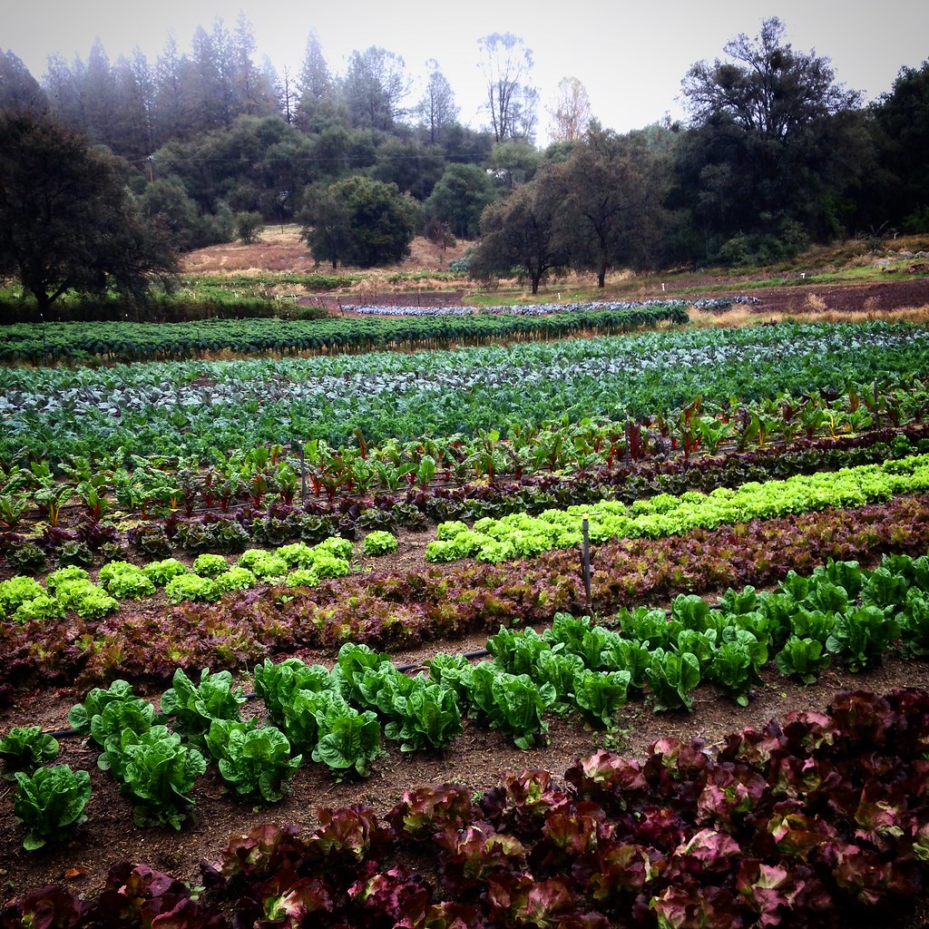 Riverhill Farm Nevada City © Photographer Alan Haight Flickr