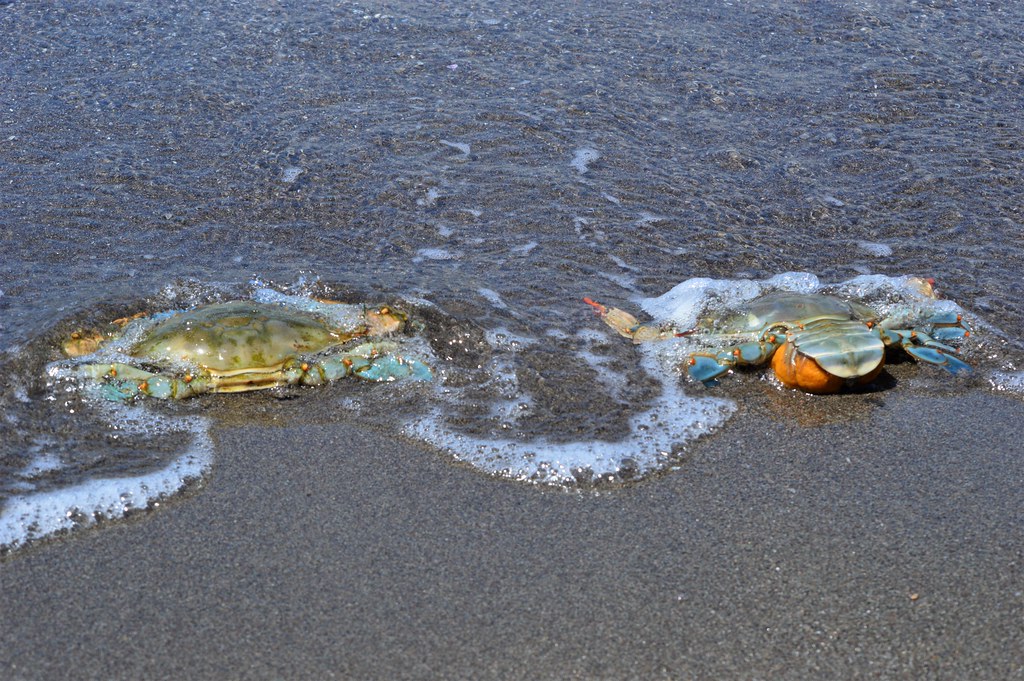 The Japanese blue crab pair (Portunus trituberculatus) in … Flickr