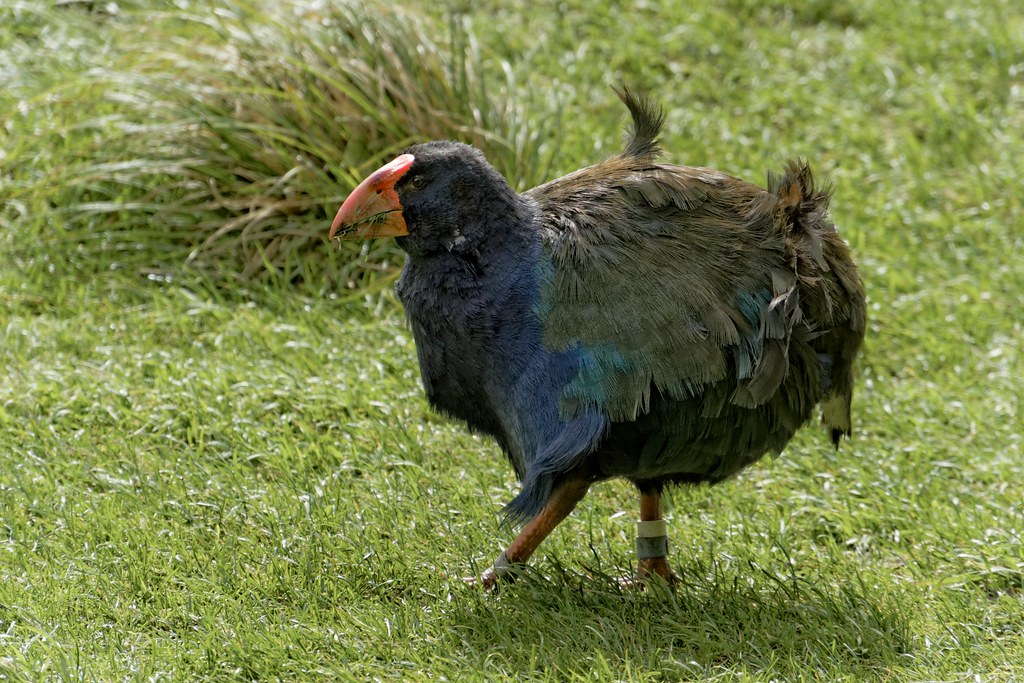 Dinosaurs alive today Takahe, Zealandia Ecoreserve, Wellin… Flickr