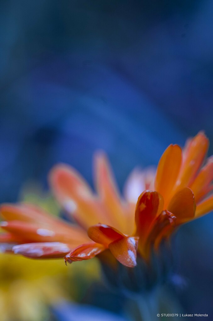 Flower Lukas DeMol zEnda Flickr