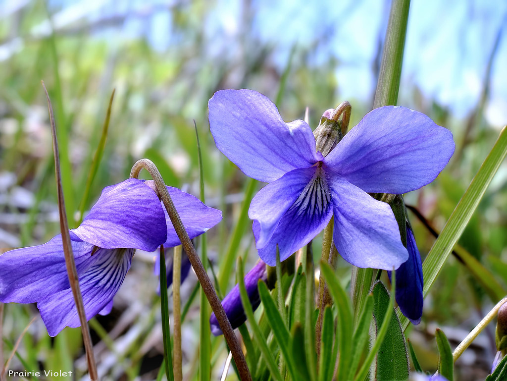 Prairie Violet Viola pedatifida Violaceae Violet fami… Flickr