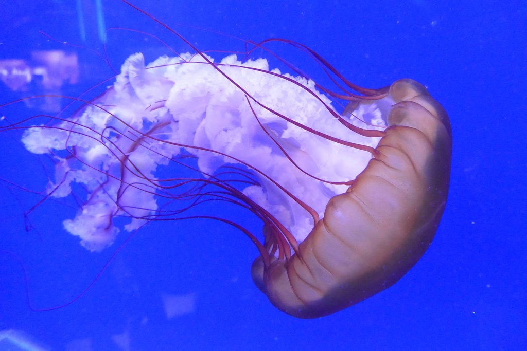 Medusa Jellyfish