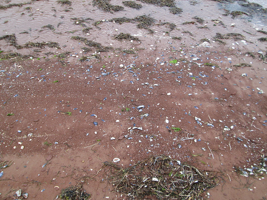 Beach detail, Rustico Bay, PEI May 5, 2017 Larry Flickr