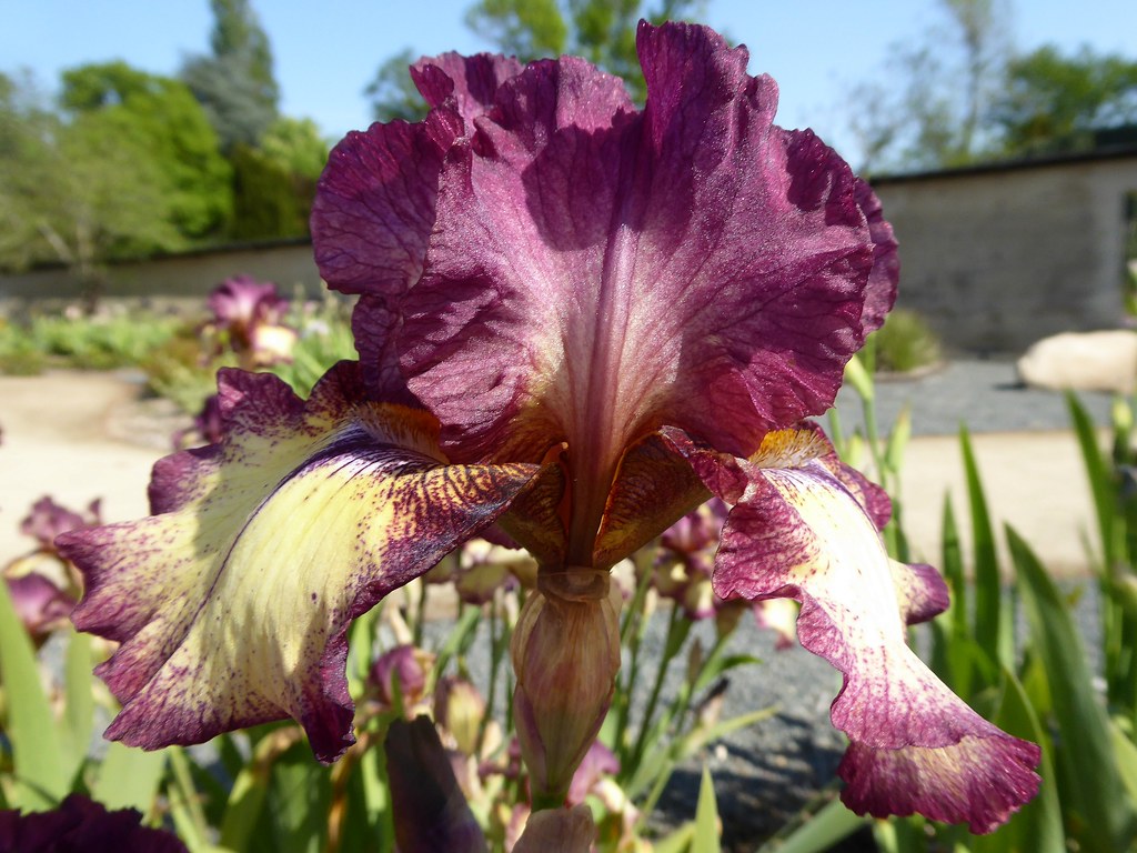 La vallée des iris Parc floral d'OrléanslaSource (Loir… Flickr